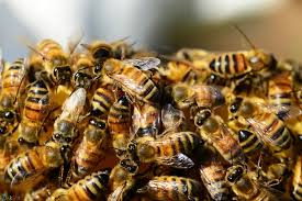 شگفتی های آفرینش: زنبور عسل